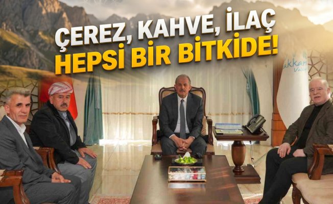 Hakkâri'nin kengeri şimdi kahve, sakız ve çerez olarak ekonomiye kazandırılmak isteniyor