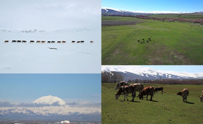 Ağrı'da iki mevsim bir arada, dağlarda kar, ovada bahar