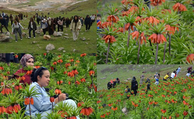 Muş'ta açan ters laleler doğaseverleri buluşturdu