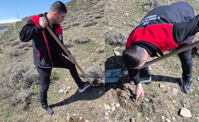 Ağrı'da buğdayda rekolte kaybını önlemek için süne taraması başlatıldı