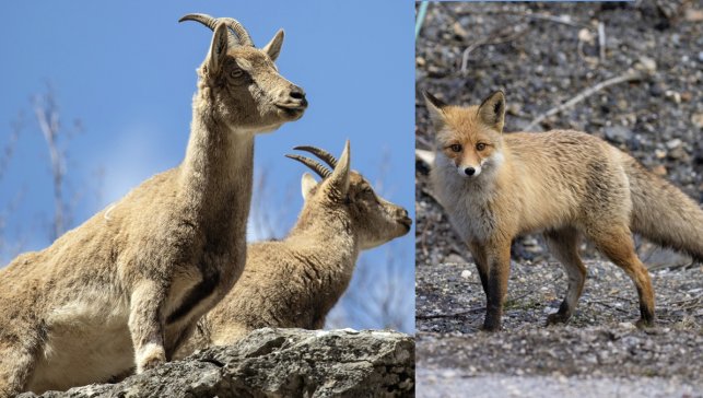 Munzur Vadisi’nde yaban keçileri ve tilkiler aynı bölgede görüntülendi