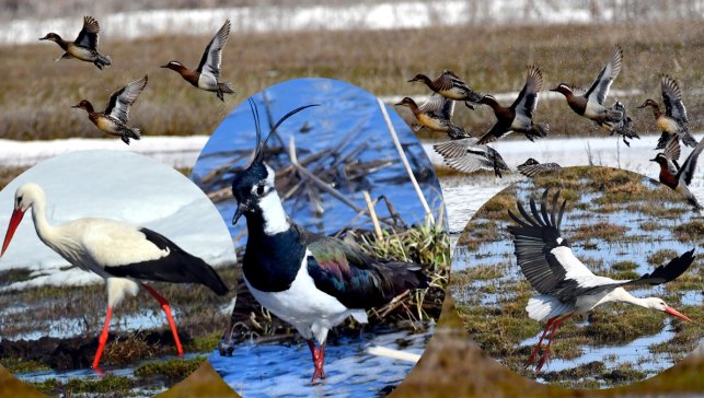 Kars'ta sulak alanlar göçmen kuşlarla şenlendi: Leylek ve ördek türleri görüntülendi
