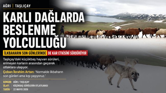 Ağrı'da bahar geldi ama kar bitmedi: Sürüler karlı dağları aşarak otlaklara ulaşıyor