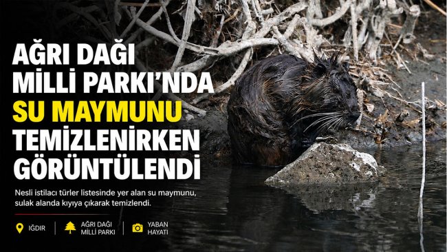 Ağrı Dağı Milli Parkı'nda Kıyıya Çıkan Su Maymunu Görüntülendi