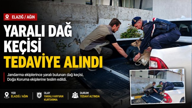 Elazığ'da Yaralı Bulunan Dağ Keçisi Tedavi Altına Alındı
