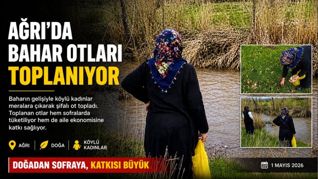 Ağrı'da Kadınlar Şifalı Ot Toplayarak Aile Bütçesine Katkı Sağlıyor