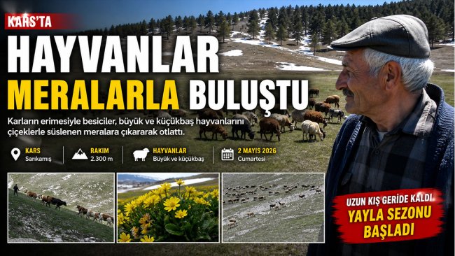 Kars'ta 6 ay sonra meralara çıkan hayvanlar karların erimesiyle otlamaya başladı