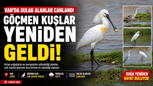 Van Erciş'te Sulak Alanlar Yağışlarla Canlandı: Göçmen Kuşlar Bölgeye Döndü