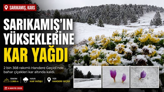 Sarıkamış'ta bahar çiçekleri kar altında kaldı