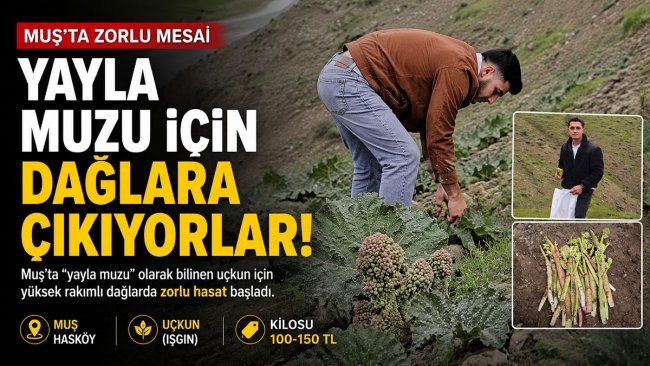 Muş'ta 'yayla muzu' uçkun için dağlarda zorlu mesai başladı