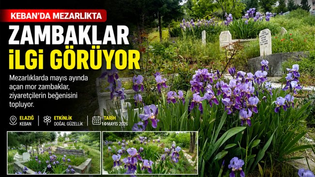 Elazığ Keban'da mezarlıklar mor zambaklarla renklendi