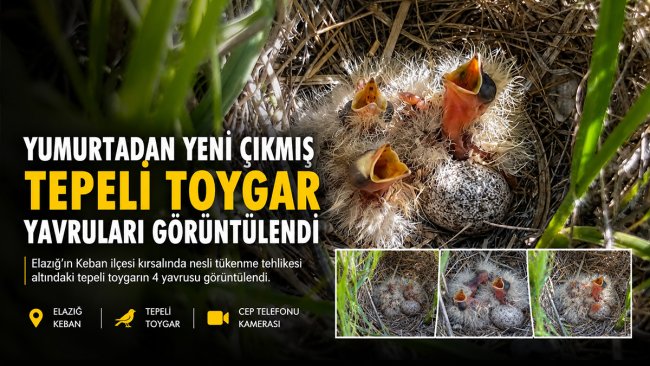 Elazığ'da mantar ararken yumurtadan yeni çıkan tepeli toygar yavruları buldular