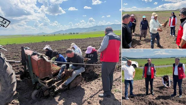 Patnos'ta 30 Dönümlük Arazide Ada Çayı Üretimi Başladı