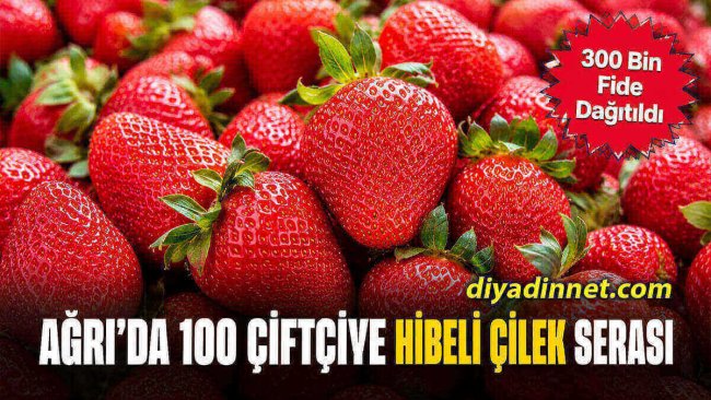 Ağrı'da 100 Çiftçiye Büyük Destek: 300 Bin Çilek Fidesi Toprakla Buluşuyor