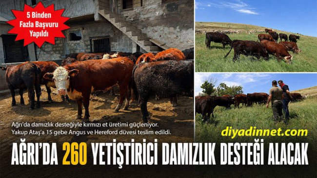 Ağrı'da Damızlık Desteğiyle Kırmızı Et Üretimine Katkı: 15 Gebe Düve Teslim Edildi