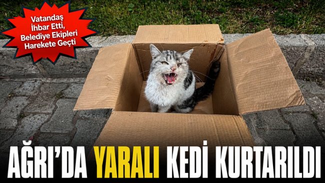 Vatandaş İhbar Etti, Belediye Ekipleri Harekete Geçti: Ağrı'da Yaralı Kedi Kurtarıldı