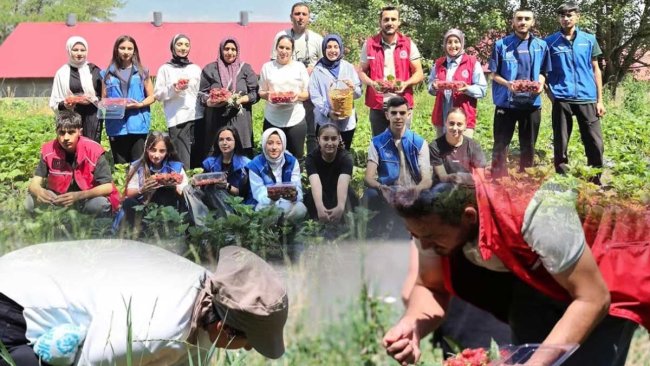 Ağrı Tutak'ta Gönüllü Gençler İsaabat Köyü'nde Çilek Hasadına Katıldı