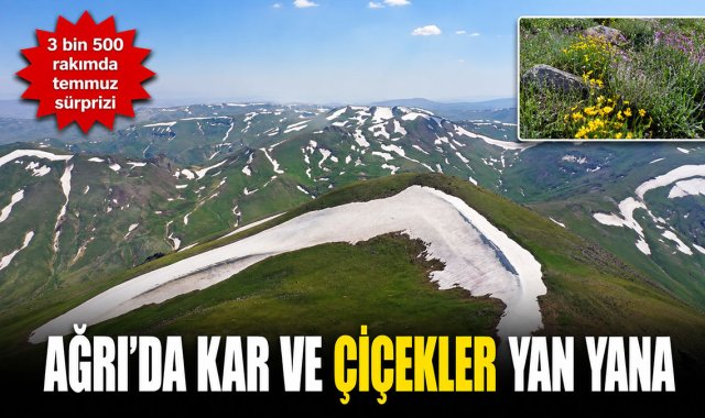 Ağrı'da Karların Erimediği Dağlarda Büyüleyici Manzara: Rengârenk Çiçekler Doğa Tutkunlarını Bekliyor