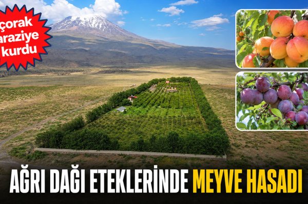 Çorak araziyi bahçeye dönüştürdü: Ağrı Dağı eteklerinde hasat başladı!...