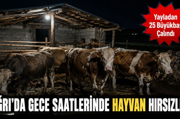 Ağrı'da Gece Saatlerinde Hayvan Hırsızlığı: Yayladan 23 Büyükbaş Çalındı!