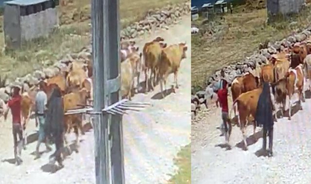 Ağrı Kovancık'ta çalınan 23 büyükbaş hayvan Balık Gölü'nde kameraya takıldı