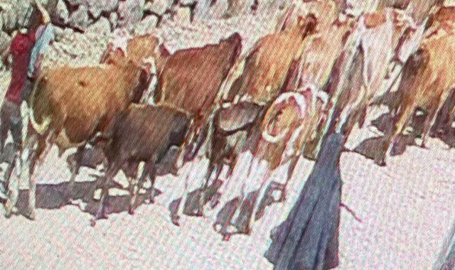 23 büyükbaş çalınmıştı: 15'i Doğubayazıt'ta bulundu