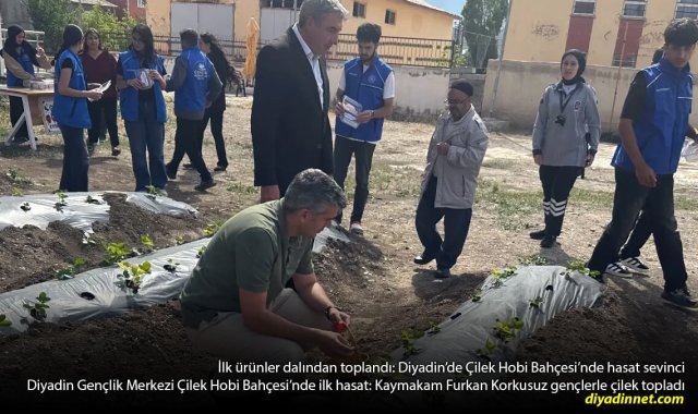 Çilek Hobi Bahçesi Meyvesini Verdi: Diyadin'de İlk Hasat Gerçekleşti