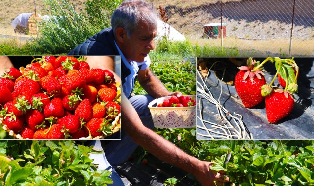 Ağrı'da 100 Üretici İçin 50 Dönüm Çilek Bahçesi: 100 Ton Ürün Bekleniyor