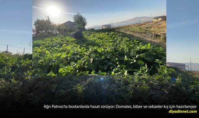 Aylarca emek verdiler, şimdi kışa hazırlıyorlar: Patnos'ta bostan bereketi