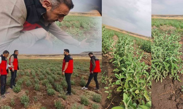 30 Dönümlük Tarlada Geri Sayım Başladı: Patnos'ta İlk Ada Çayı Hasadı Bir Ay Sonra