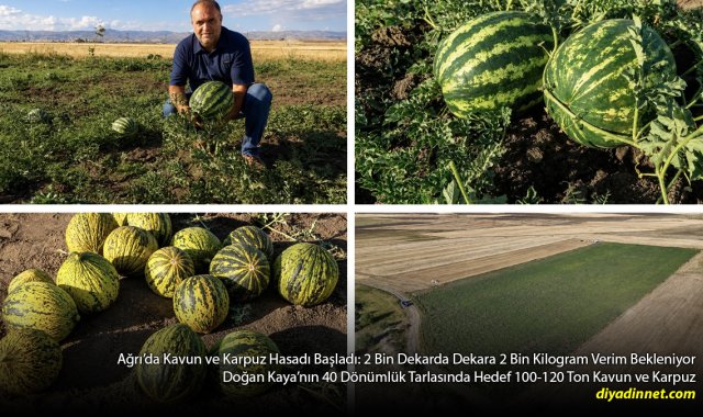 Ağrı Tarlalarında Büyük Hasat: 40 Dönümden 120 Ton Kavun ve Karpuz Bekleniyor