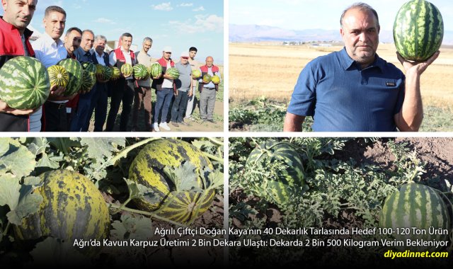 40 Dekardan 120 Ton Bekliyor: Ağrılı Çiftçi 3 Yıldır Kavun Karpuz Üretiyor