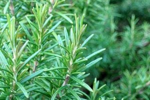 Biberiyenin Faydaları