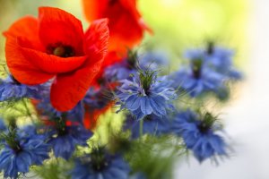 Gelincik ve Gelincik Bitkisinin Faydaları