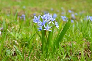 Ada Soğanı ve Ada Soğanının Faydaları