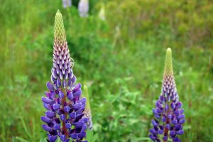 Acı Bakla ve Acı Baklanın Faydaları