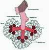 Alveol