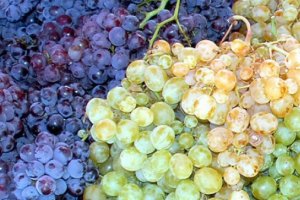 Üzüm Çekirdeği Faydaları