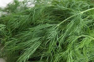 Basur İçin Şifalı Bitki