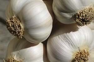 Kokusuna rağmen, sarımsağın faydaları