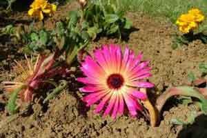 Strese Karşı En İyi Çözüm : Toprak