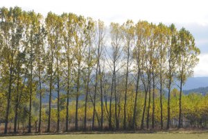 Kavak ağaçları polen suçlusu değil