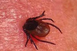 Keneden Korunma Yolları