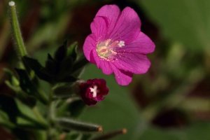 İdrar Kaçırma: Bitkisel Tedavi Yakı Otu İle Kurtulun