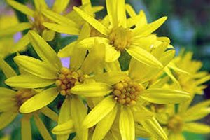 Kronik Böbrek Yetmezliğine Altınbaşak Otu