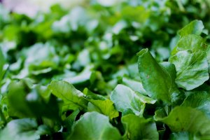 Tere Otunun Faydaları