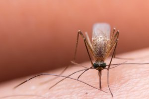 Sıtma Hastalığı, Tedavisi ve Sıtmayı Önleyici Tedbirler