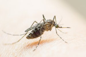 Zika Virüsü Nedir Zika Virüsü Belirtileri Nelerdir