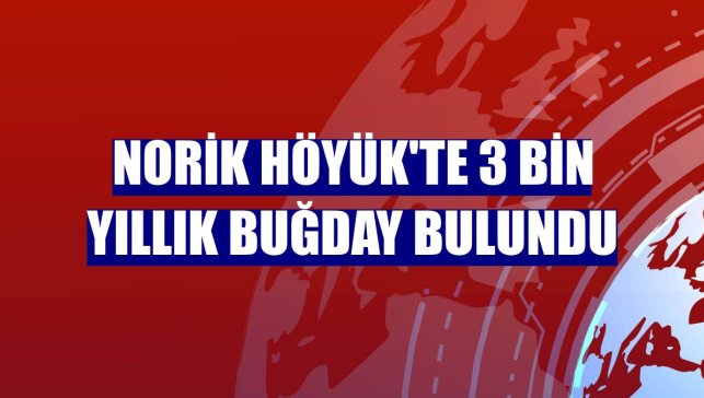 Norik Höyük'te 3 bin yıllık buğday bulundu