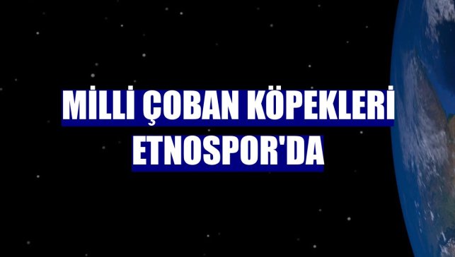 Milli çoban köpekleri Etnospor'da